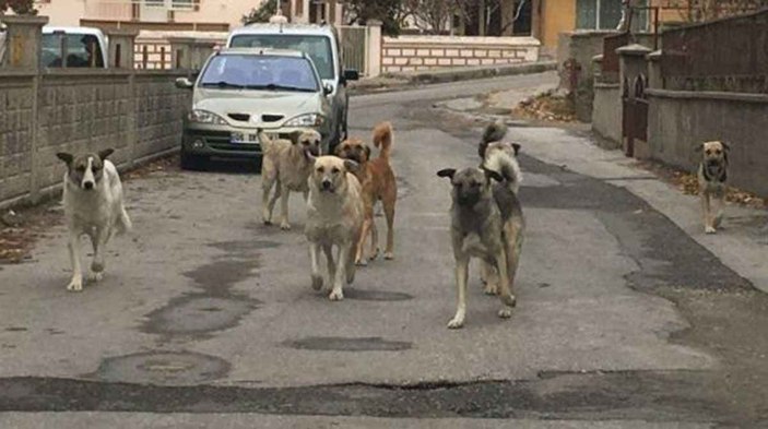Sahipsiz köpek sorununa karşı internet sitesi kurdu