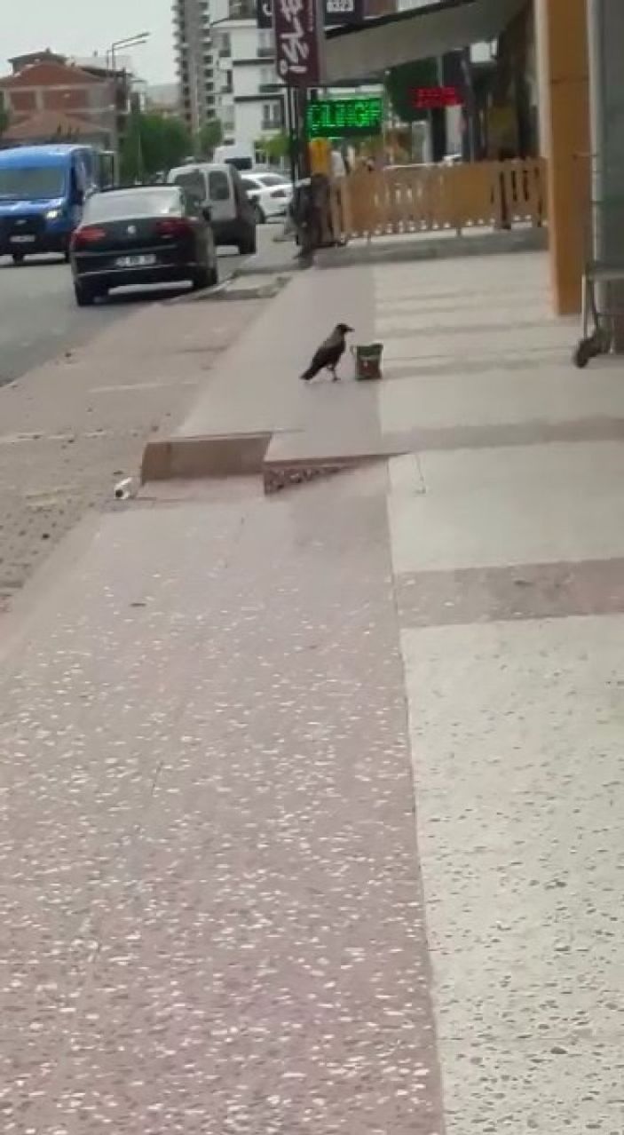 Elazığ'da cips hırsızı karga kameralara yakalandı