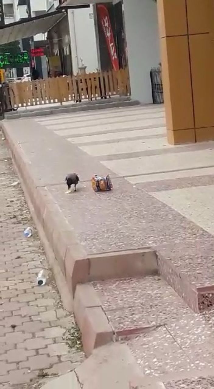 Elazığ'da cips hırsızı karga kameralara yakalandı