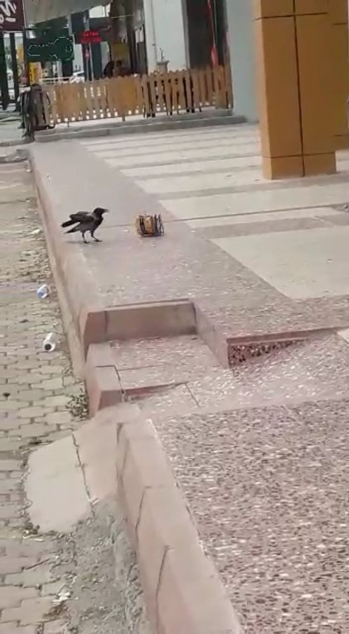 Elazığ'da cips hırsızı karga kameralara yakalandı