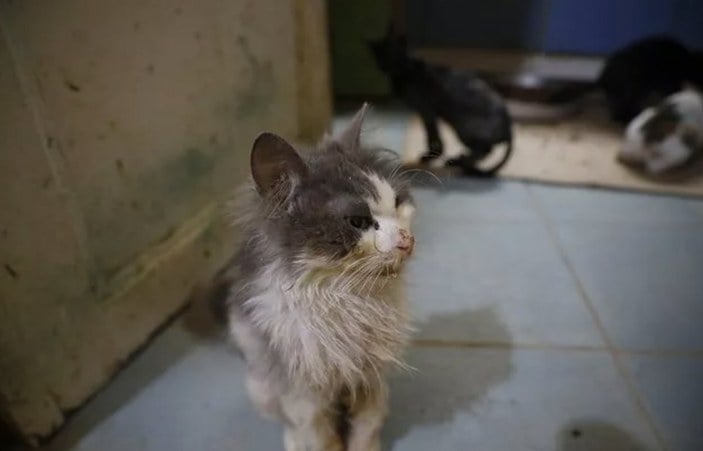 Büyükada'da kedilerde salgın iddiası: 4 ayda 700 kedi öldü