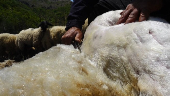 Muş'ta havalar ısındı, koyun kırkma dönemi başladı