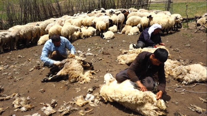 Muş'ta havalar ısındı, koyun kırkma dönemi başladı
