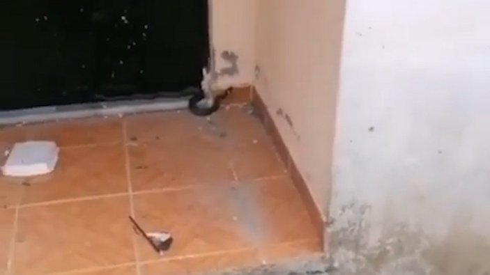 Rize'de eve girmeye çalışan yılan korkuttu