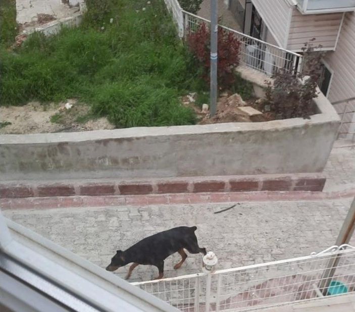 Tekirdağ'da köpekten korkup kaçan çocuğa araba çarptı