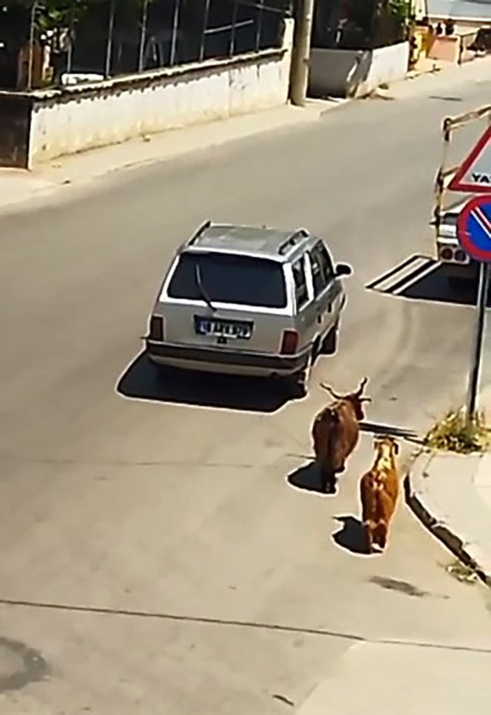 Bursa'da keçileri aracına bağlayan vatandaş tepki topladı