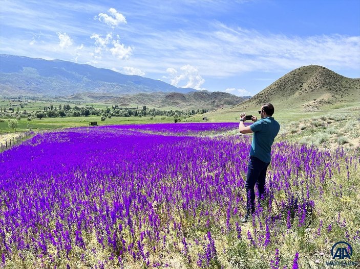 Erzurum'da mor renkli çiçekler görsel şölen oluşturuyor