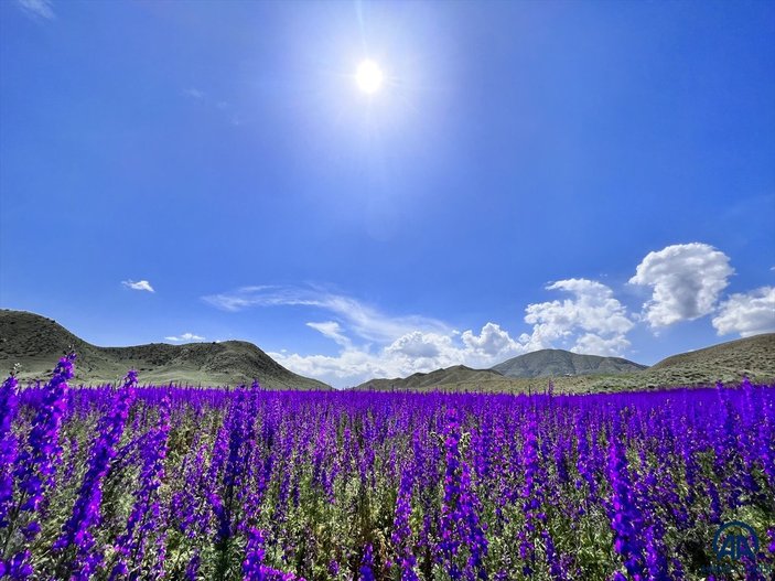 Erzurum'da mor renkli çiçekler görsel şölen oluşturuyor