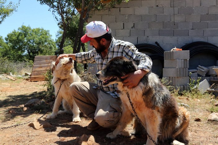 Sokak köpekleriyle mücadelede Konya'dan örnek belediyecilik