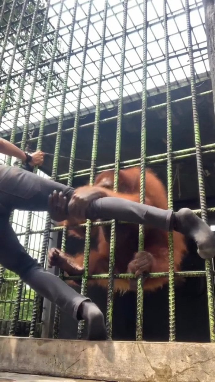 Orangutana yakalanan adamın kurtulma çabaları