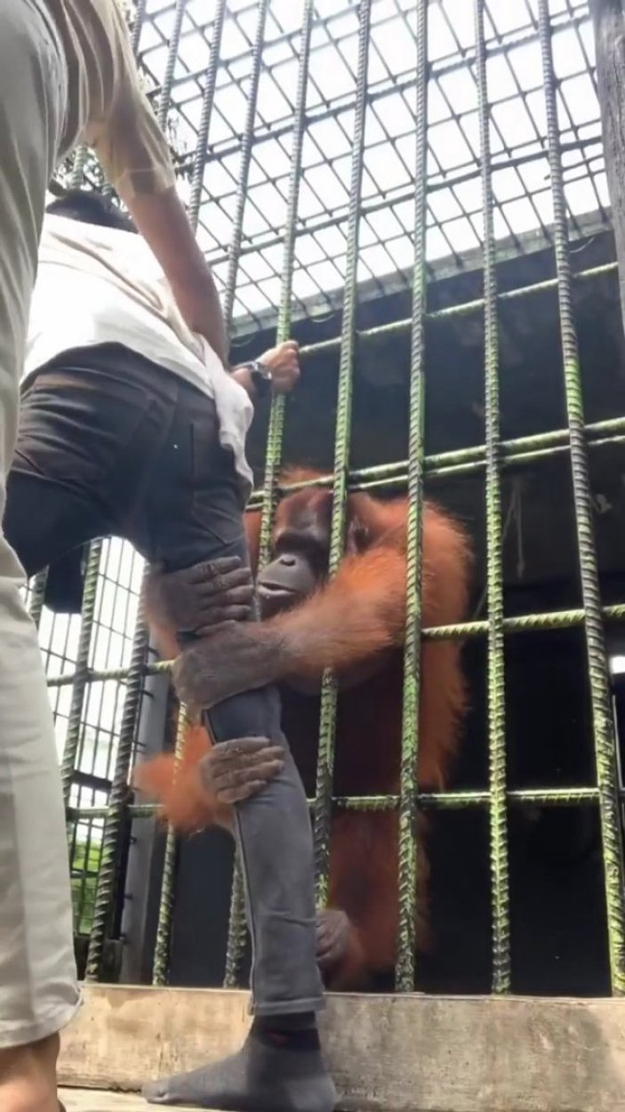 Orangutana yakalanan adamın kurtulma çabaları