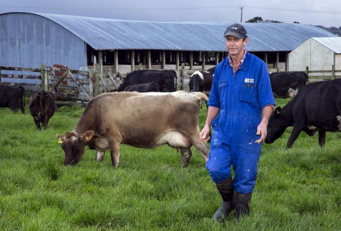 Yeni Zelanda'da inek ve koyun gazına vergi uygulanacak