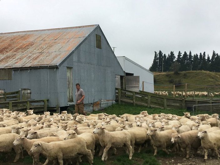 Yeni Zelanda'da inek ve koyun gazına vergi uygulanacak