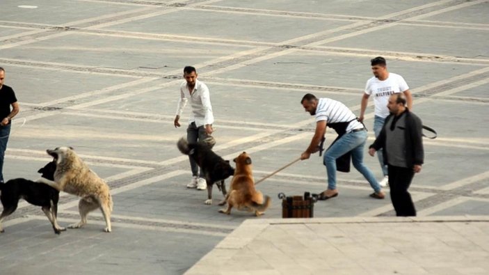 Kayseri'de başıboş köpeklerin kavgası
