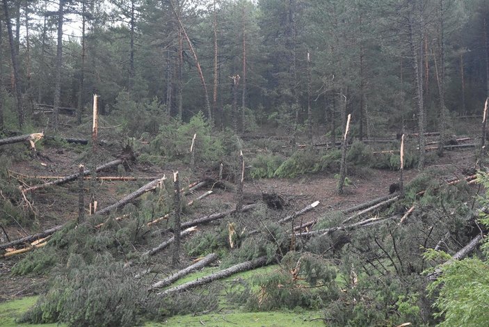 Kütahya'da fırtına: Yüzlerce çam ağacı devrildi