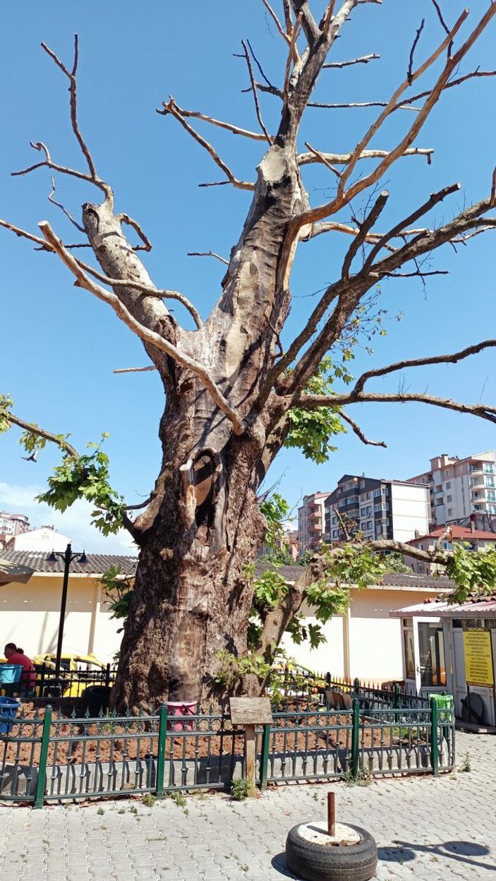 Zonguldak'taki tarihi çınar 570 yıl sonra kurudu
