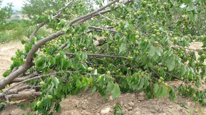Malatya'da kayısı ağaçlarını kökünden sökülmüş buldu