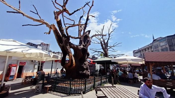 Zonguldak'taki tarihi çınar 570 yıl sonra kurudu