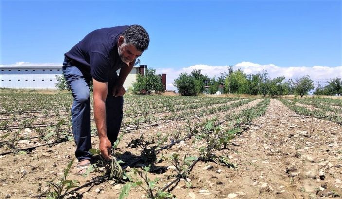 Malatya'daki dolu tarım alanları vurdu