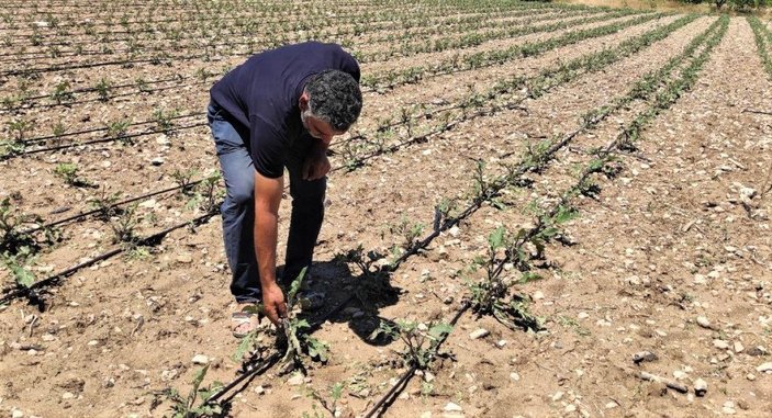 Malatya'daki dolu tarım alanları vurdu