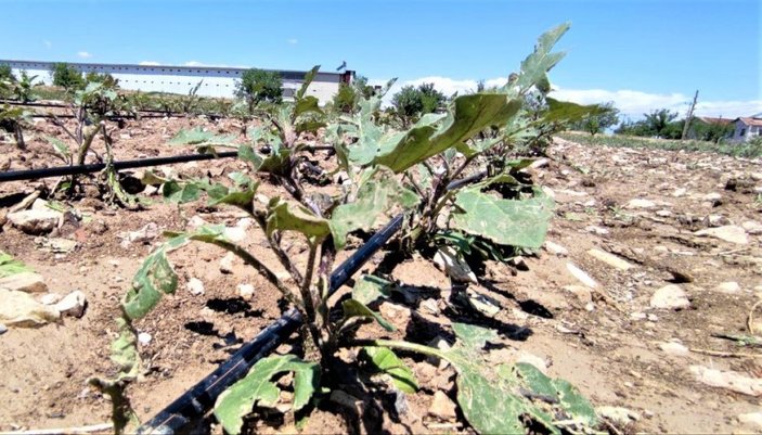 Malatya'daki dolu tarım alanları vurdu