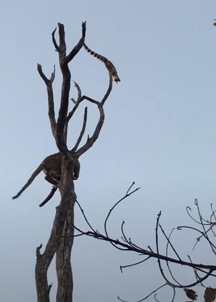 Leopardan kaçan genet kedisinin ağaçtan atlama anı