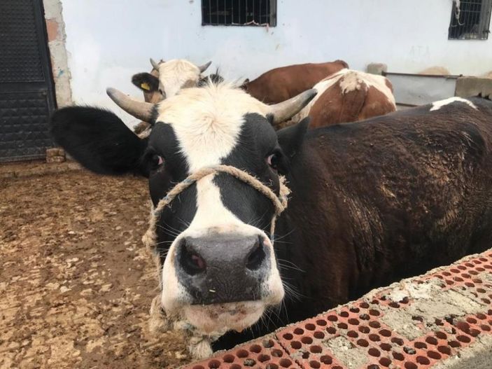 Hayvan pazarlarında Kurban Bayramı hareketliliği başladı