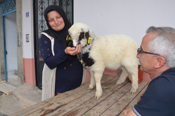 Ordu'da 'Anne' diyen kuzu ve sahibinin dostluğu