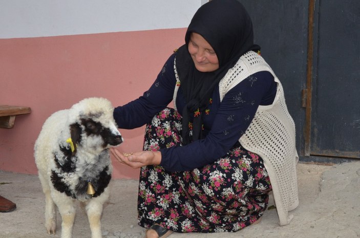 Ordu'da 'Anne' diyen kuzu ve sahibinin dostluğu