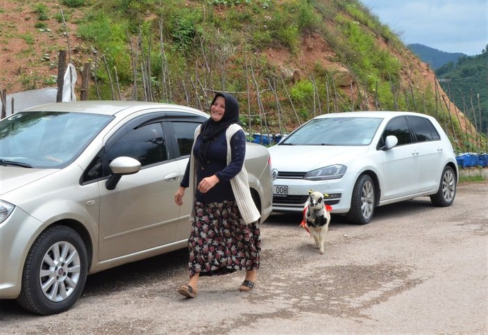 Ordu'da 'Anne' diyen kuzu ve sahibinin dostluğu