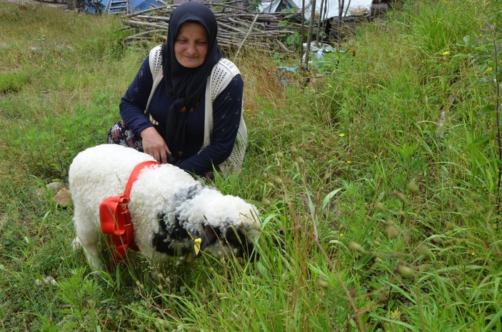 Ordu'da 'Anne' diyen kuzu ve sahibinin dostluğu