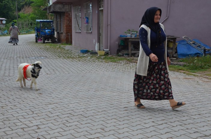 Ordu'da 'Anne' diyen kuzu ve sahibinin dostluğu