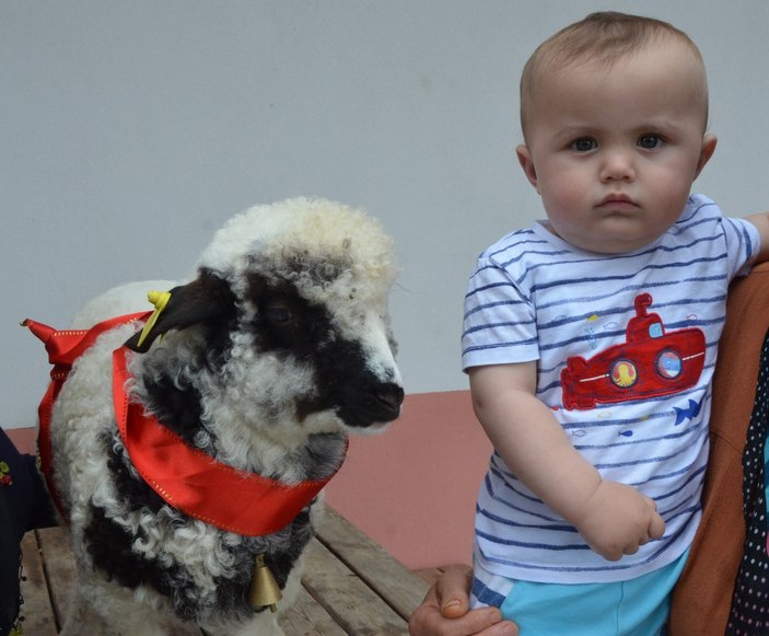 Ordu'da 'Anne' diyen kuzu ve sahibinin dostluğu