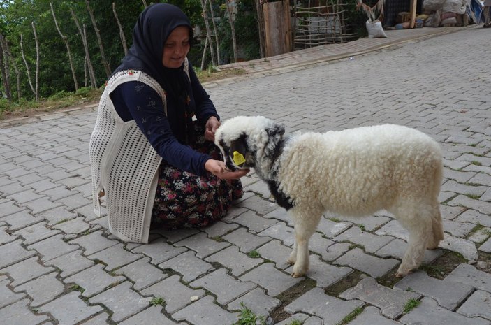 Ordu'da 'Anne' diyen kuzu ve sahibinin dostluğu