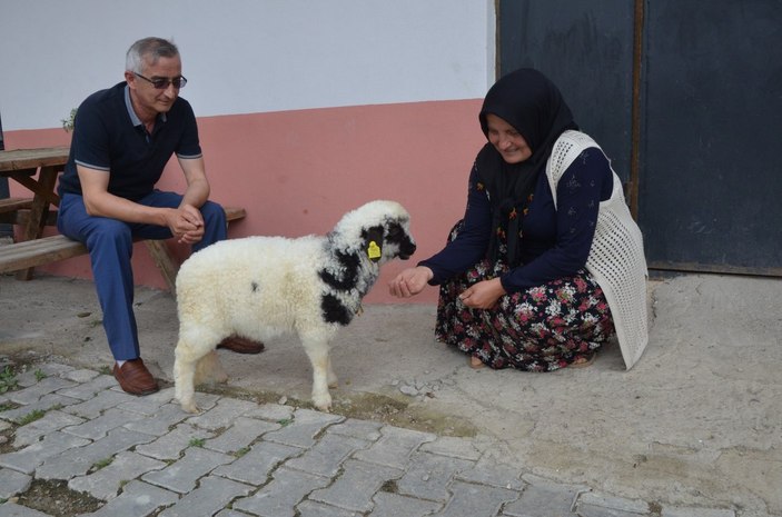 Ordu'da 'Anne' diyen kuzu ve sahibinin dostluğu