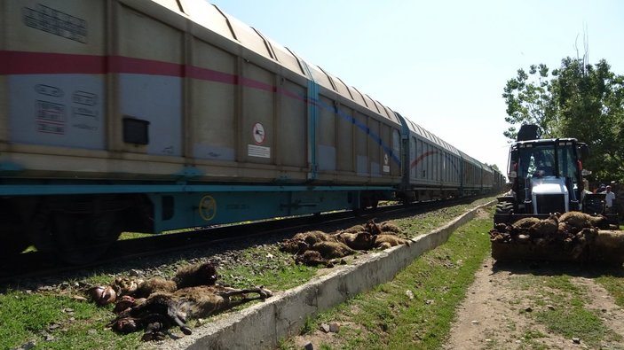 Muş'ta koyunlarını kurtarmak isteyen adam trenin altında kaldı