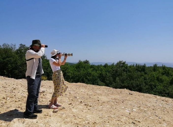 Yalova'da ilk kez yılan kartalı gözlemlendi