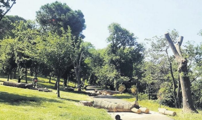 İBB, Emirgan Korusu'nda ağaç katliamı yaptı