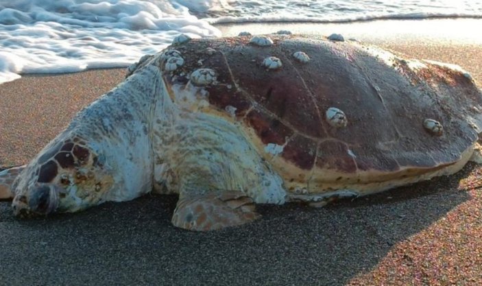 Hatay'da 2 ölü kaplumbağa sahile vurdu