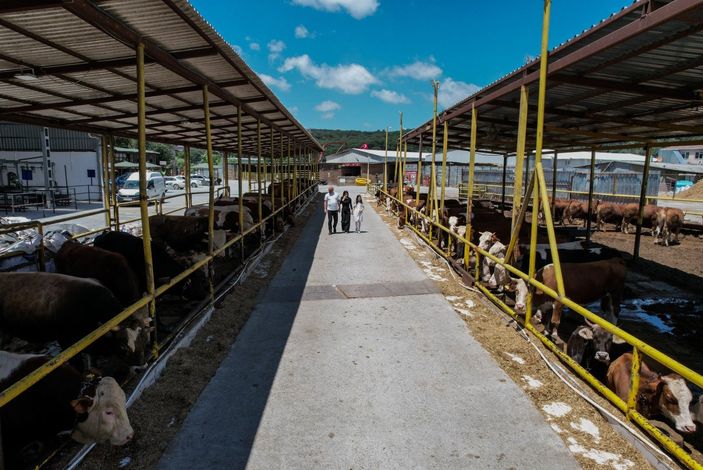 İstanbul'da kurbanlık alanlar kurulmaya başladı