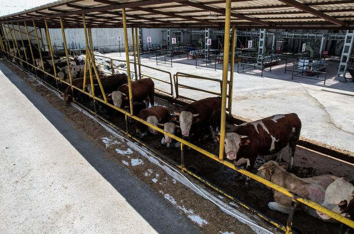 İstanbul'da kurbanlık alanlar kurulmaya başladı