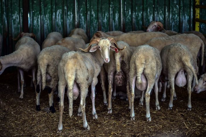 İstanbul'da kurbanlık alanlar kurulmaya başladı