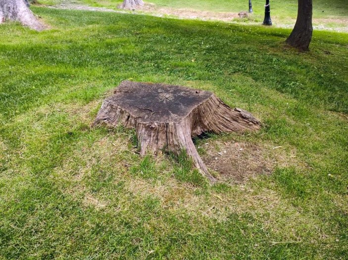 İBB'nin Emirgan'da kestiği ağaçlardan geriye bu görüntüler kaldı