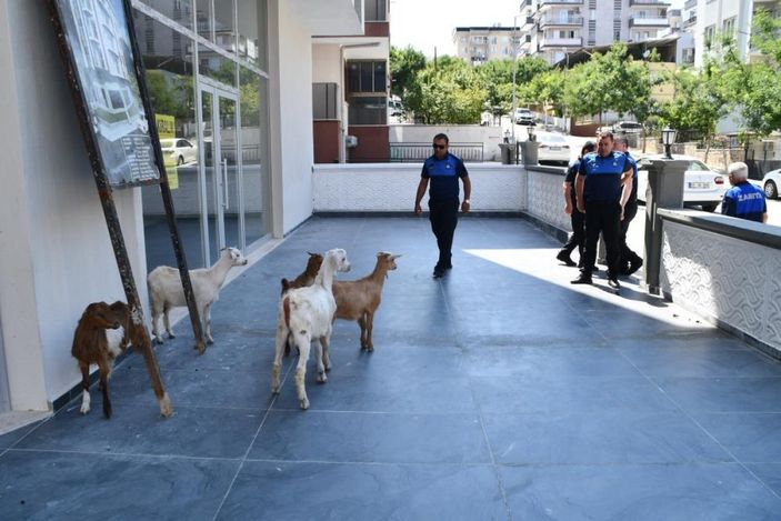 i Aydın'da başıboş keçiler toplandı