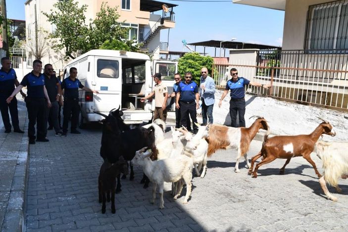 i Aydın'da başıboş keçiler toplandı