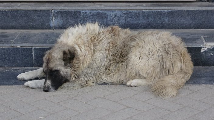 Hakkari'de kadını kurtarmak isteyen adam köpek tarafından ısırıldı