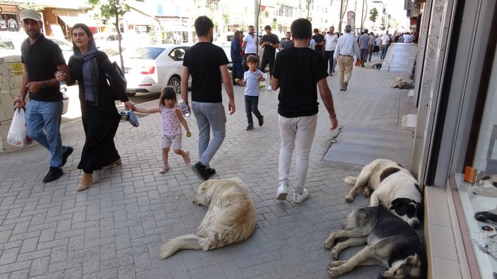 Hakkari'de kadını kurtarmak isteyen adam köpek tarafından ısırıldı