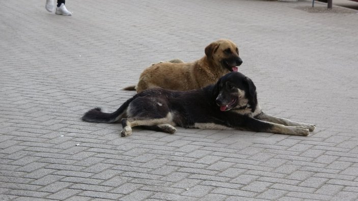 Hakkari'de kadını kurtarmak isteyen adam köpek tarafından ısırıldı