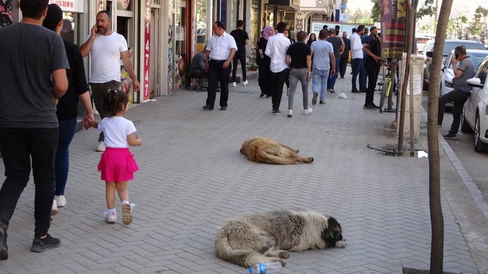 Hakkari'de kadını kurtarmak isteyen adam köpek tarafından ısırıldı