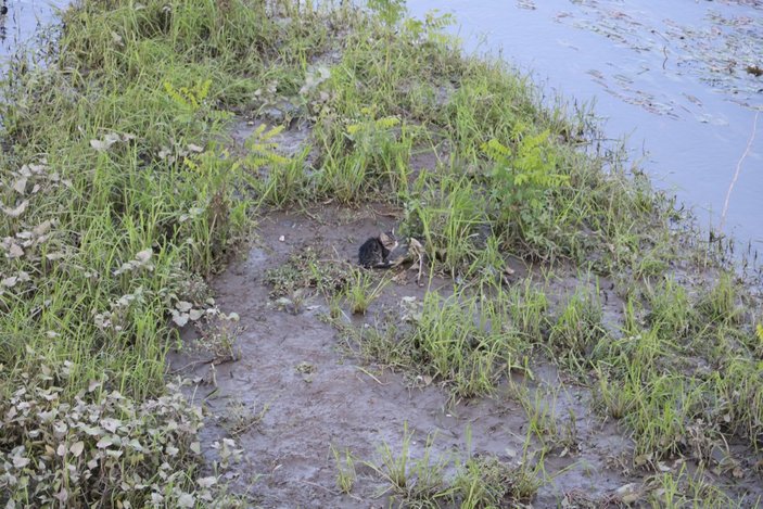 Tunca Nehri'nde mahsur kalan kediyi AFAD kurtardı